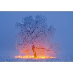 Lichterfüllter Winterbaum
