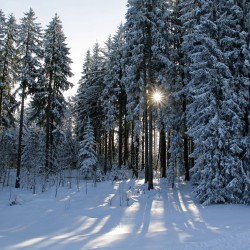 Winterimpression dichter Wald