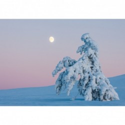 Verschneite Tanne in Finnland