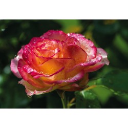 Doppelkarte Rose rosa
