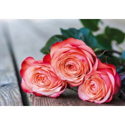 Doppelkarte Rosen rosa