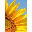 Doppelkarte Sonnenblume Detail