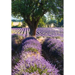 Doppelkarte Lavendel Provence