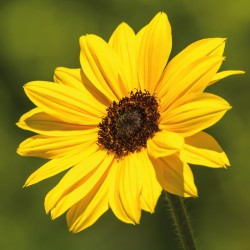 Doppelkarte kleine Sonnenblume