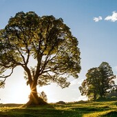 🌳🌳🌳
Bäume sind für mich immer die eindringlichsten Prediger gewesen. Ich verehre sie, wenn sie in Völkern und Familien leben, in Wäldern und Hainen. Und noch mehr verehre ich sie, wenn sie einzeln stehen.

Hermann Hesse
.
.
.
.
.

#naturverlag #grusskarte #fotogrusskarte #naturfoto #naturephotography #photooftheday #nofilter #tree #baum #bäume #sun #sonne #quoteoftheday #hesse #hermannhesse
